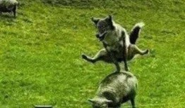 真羊视频在线观看,在线观看，感受真实羊群生活